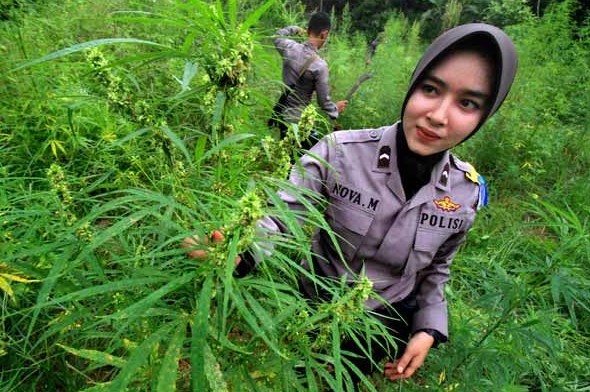 Legalisasi Ganja di Aceh Pro dan Kontra yang Menarik untuk Dibahas